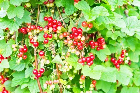 Redcurrants Stock Photos