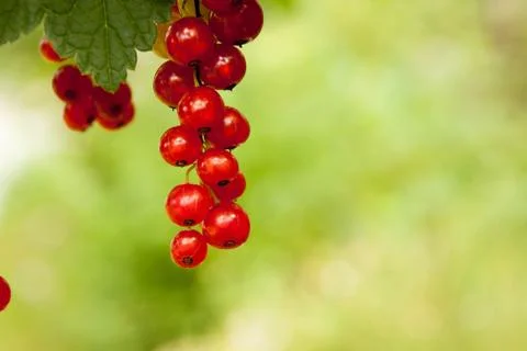Redcurrants Stock Photos