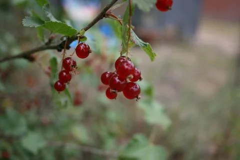 Redcurrants Stock Photos