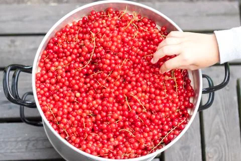 Redcurrants in pot Stock Photos