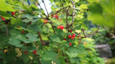 Redcurrants on shrub Stock Footage 112114660