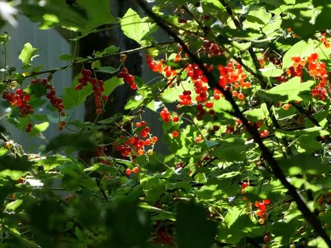 Redcurrants in the sun Stock Photos