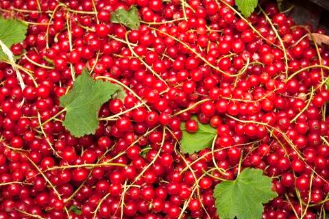 Redcurrents Stock Photos