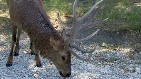 RedDeer.PJ.1080 Stock Footage 11911430