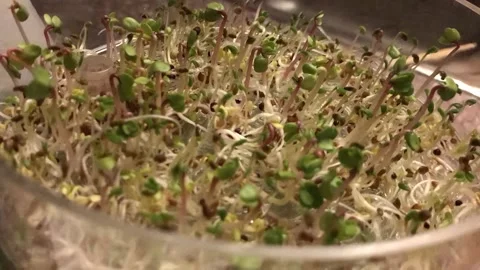 Reddish and broccoli sprouts time lapse Stock Footage 220468291