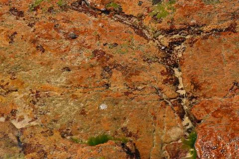 Reddish beach rock texture with algae. Stock Photos