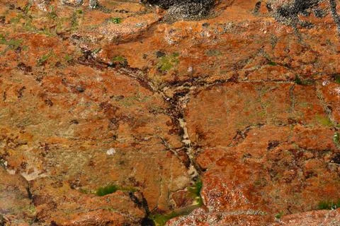 Reddish beach rock texture with algae. Stock Photos