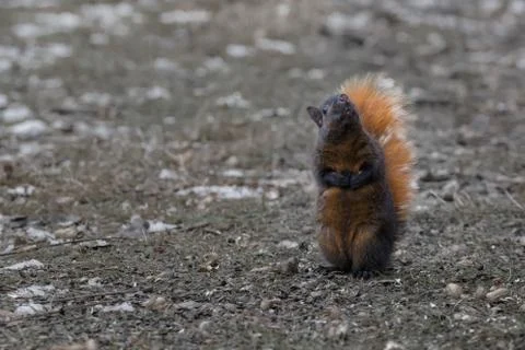Reddish black Gray squirrel looking upward Stock Photos