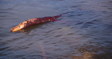 Reddish branch floating on river near river bank. Stock Footage 130986469