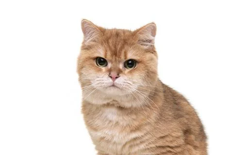 Reddish british shorthaired cat portrait on white Stock Photos