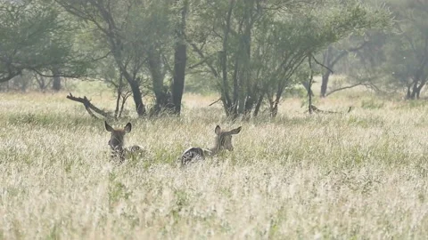 Reddish-brown antelope Kobus kob thomasi -Uganda Stock Footage 218647162