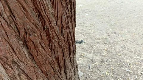 Reddish brown bark on thick tree trunk close up view stock photo photo Fotos de archivo