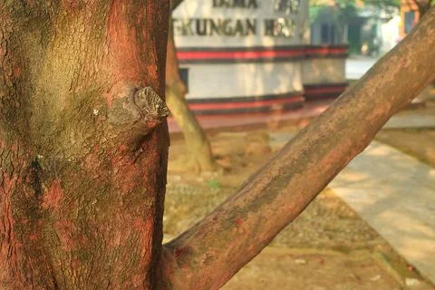 A reddish brown branch of a large tree in a park in Brebes Stock Photos