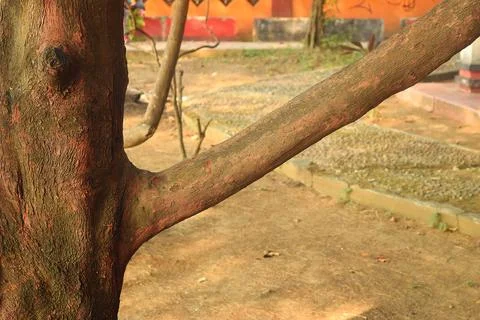 A reddish brown branch of a large tree in a park in Brebes Stock Photos