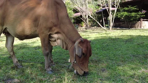 Reddish brown cow grazing grass in a field. Stock Footage 160730792