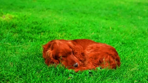Reddish Brown Dog Curled Up Sleeping on Green Grass Stock-Footage 335549480