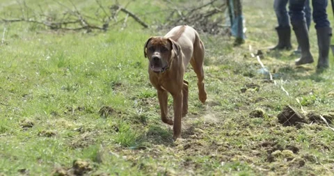 Reddish Brown Dog Running Across a Meadow Toward the Camera Видео 340292155
