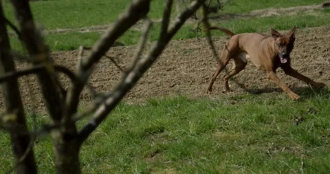 Reddish Brown Dog Walking Across Freshly Dug Garden Soil Vídeo Stock 340291532