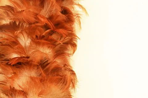 Reddish brown feather duster texture Stock Photos