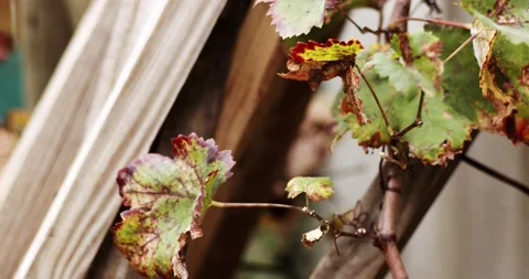 Reddish brown grape leaves Stock Footage 218098817