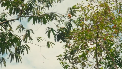 A reddish-brown howler monkey moves elegantly through the thick forest canopy Stock Footage 345641544
