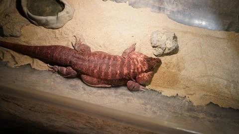 Reddish Brown Lizard Resting in Sandy Enclosure Stock Photos