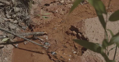 Reddish Brown Muddy Stream with a Plant Blowing in the Breeze Stock Footage 153330656