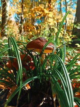 Reddish-Brown Mushroom With Light Stem on Forest Floor Under Blue Sky Stock Photos