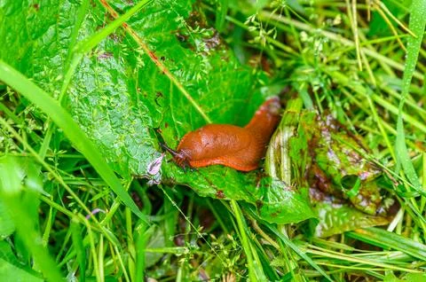 Reddish brown slug crawling on a wet green leaf among fresh garden plants Fotos de archivo