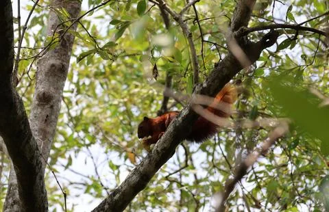 Reddish-brown squirrel eating some fruit on tree in the forest Stock Photos