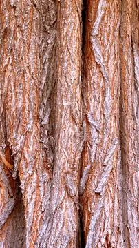 Reddish-brown tree bark displays deep crevices and vertical patterns. Rough Stock Photos