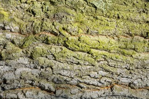 Reddish Brown Tree Bark grooves green lichen Background graphic resource texture Stock Photos