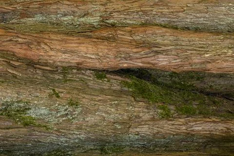 Reddish Brown Tree Bark grooves green Background graphic resource texture Stock Photos