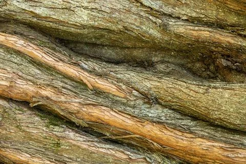 Reddish Brown Tree Bark grooves green lichen Background graphic resource texture Stock Photos