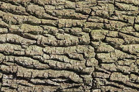 Reddish Brown Tree Bark grooves green lichen Background graphic resource texture Foto stock