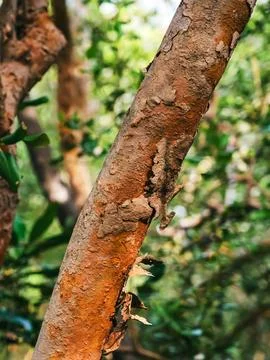 Reddish Brown Tree Bark Peeling Off Trunk in Tropical Forest. Natural Wood .. Foto stock