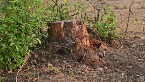 Reddish brown tree stump. 库存影片 322720191
