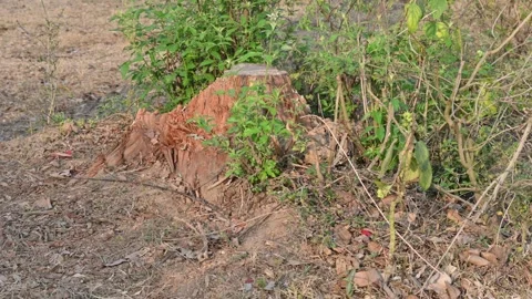 Reddish brown tree stump. Vidéo 322720195