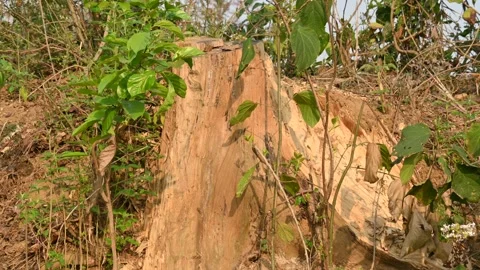 Reddish brown tree stump. Vidéo 322720206