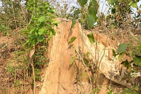 Reddish brown tree stump. Stock Photos