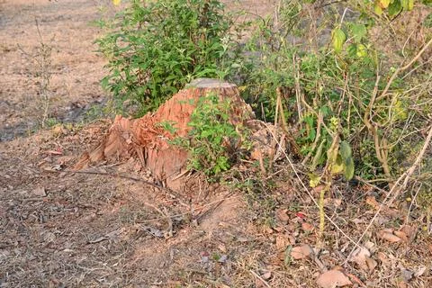 Reddish brown tree stump. Stock Photos