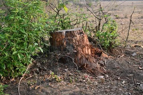 Reddish brown tree stump. Stock Photos
