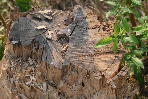 Reddish brown tree stump. Stock Photos