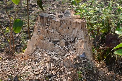 Reddish brown tree stump. Stock Photos