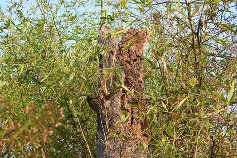 Reddish brown tree stump. Stock Photos
