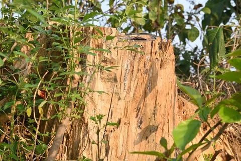 Reddish brown tree stump. Stock Photos