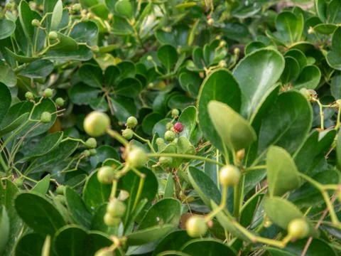Reddish bud about to bloom with green buds around Stock-Fotos