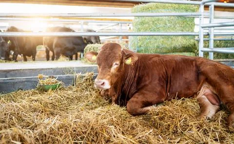 Reddish bull lying down on straw indoors in livestock barn Stock Photos