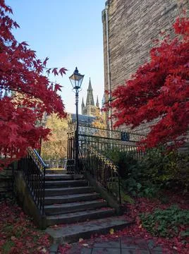 Reddish bush in Glasgow Stock Photos