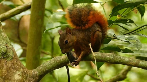 Reddish colored squirrel munching on nut in tropical jungle Stock Footage 123621024